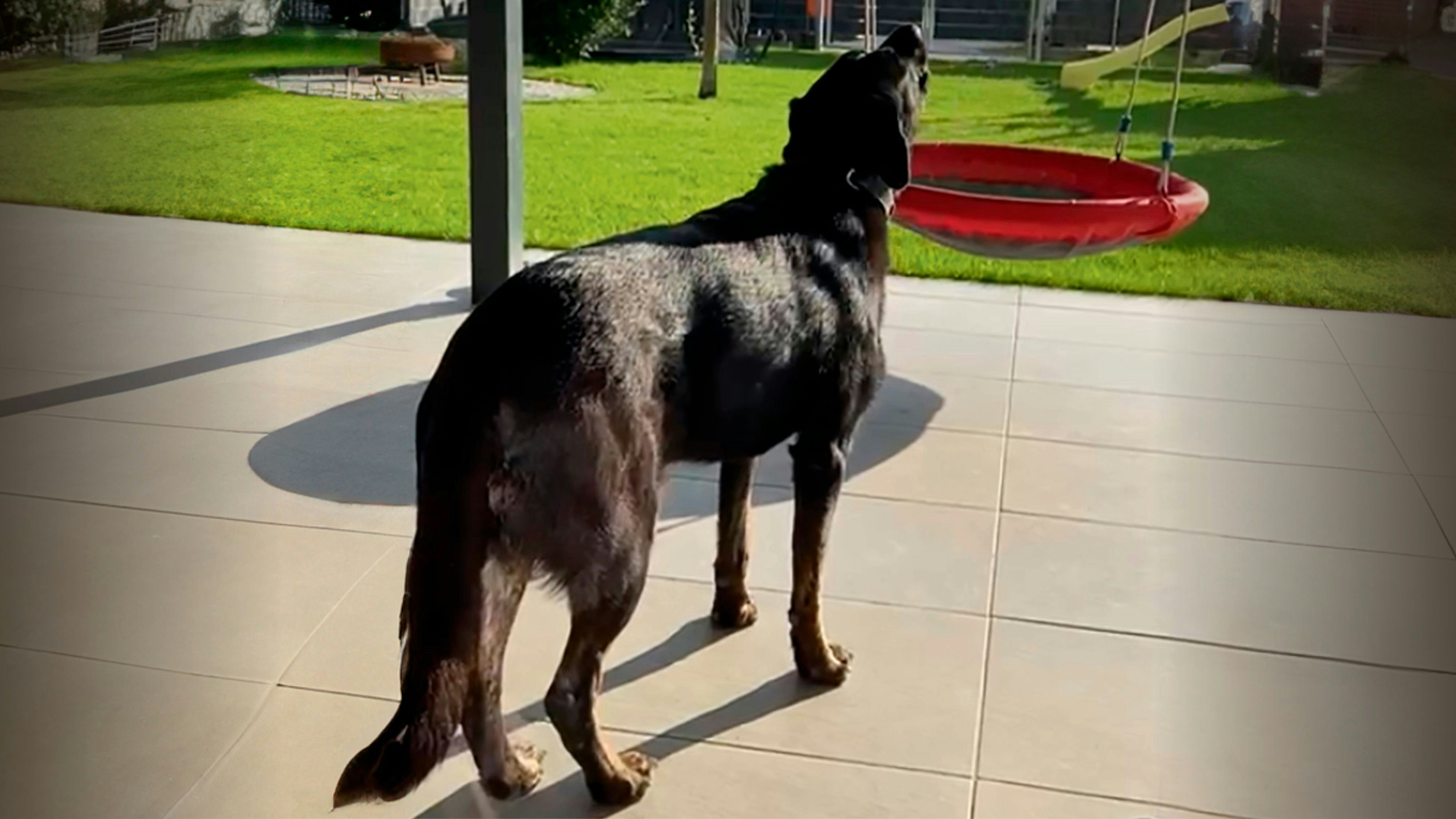 Heute.at - Luna hilft der Feuerwehr, hat schon 100.000 Klicks