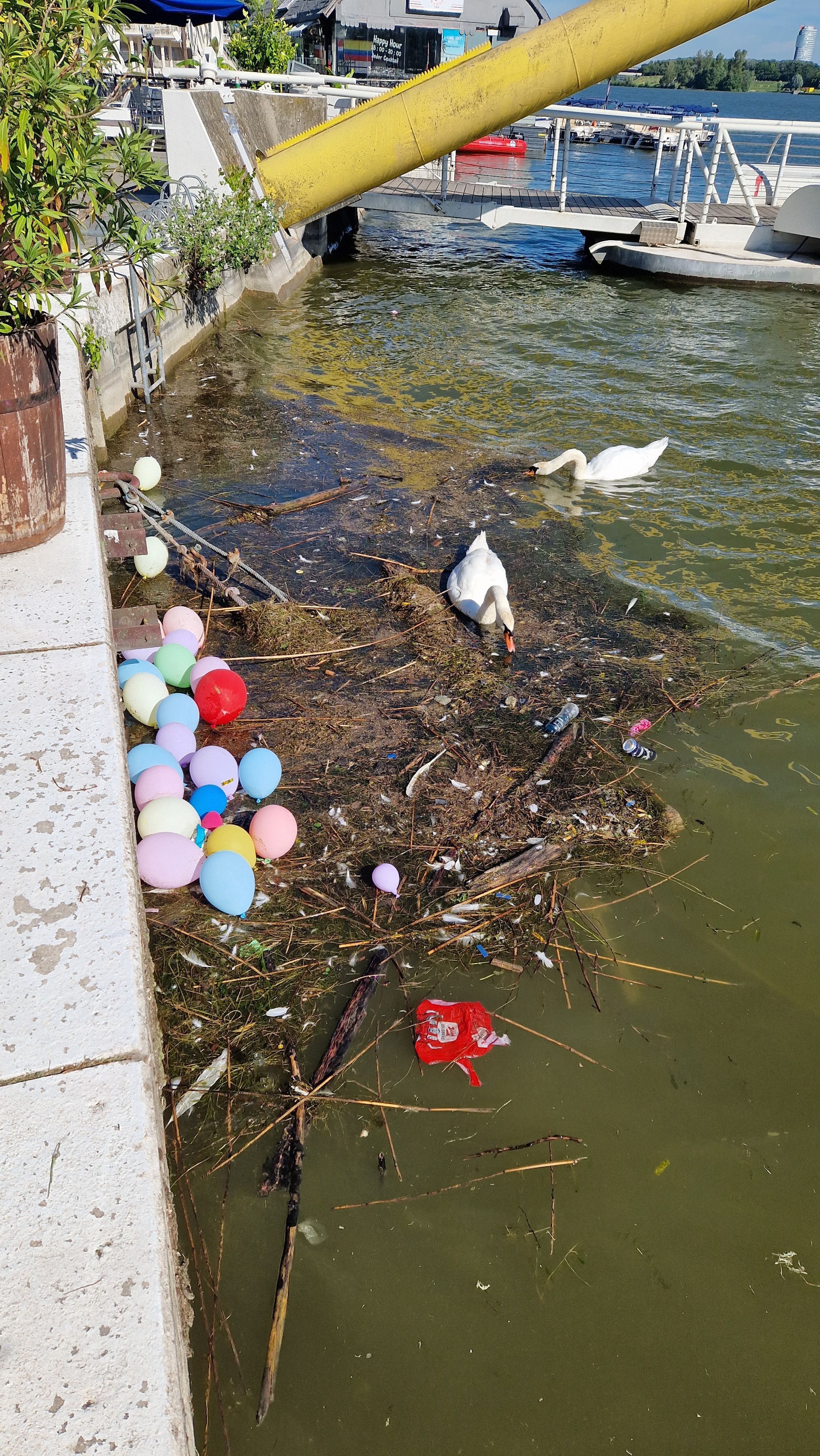 Ein Wiener ärgert sich über die Schweinerei im Wasser. Die Schwäne schwimmen mitten im Abfall.