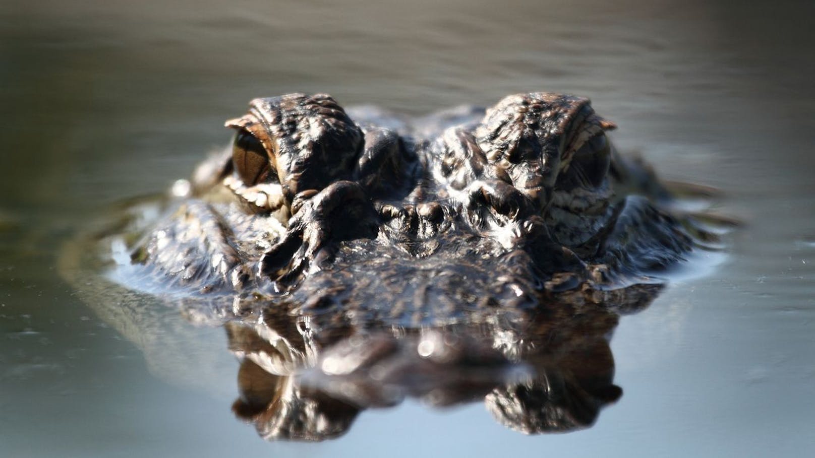 Alligator frisst Obdachlose – das passiert mit dem Tier
