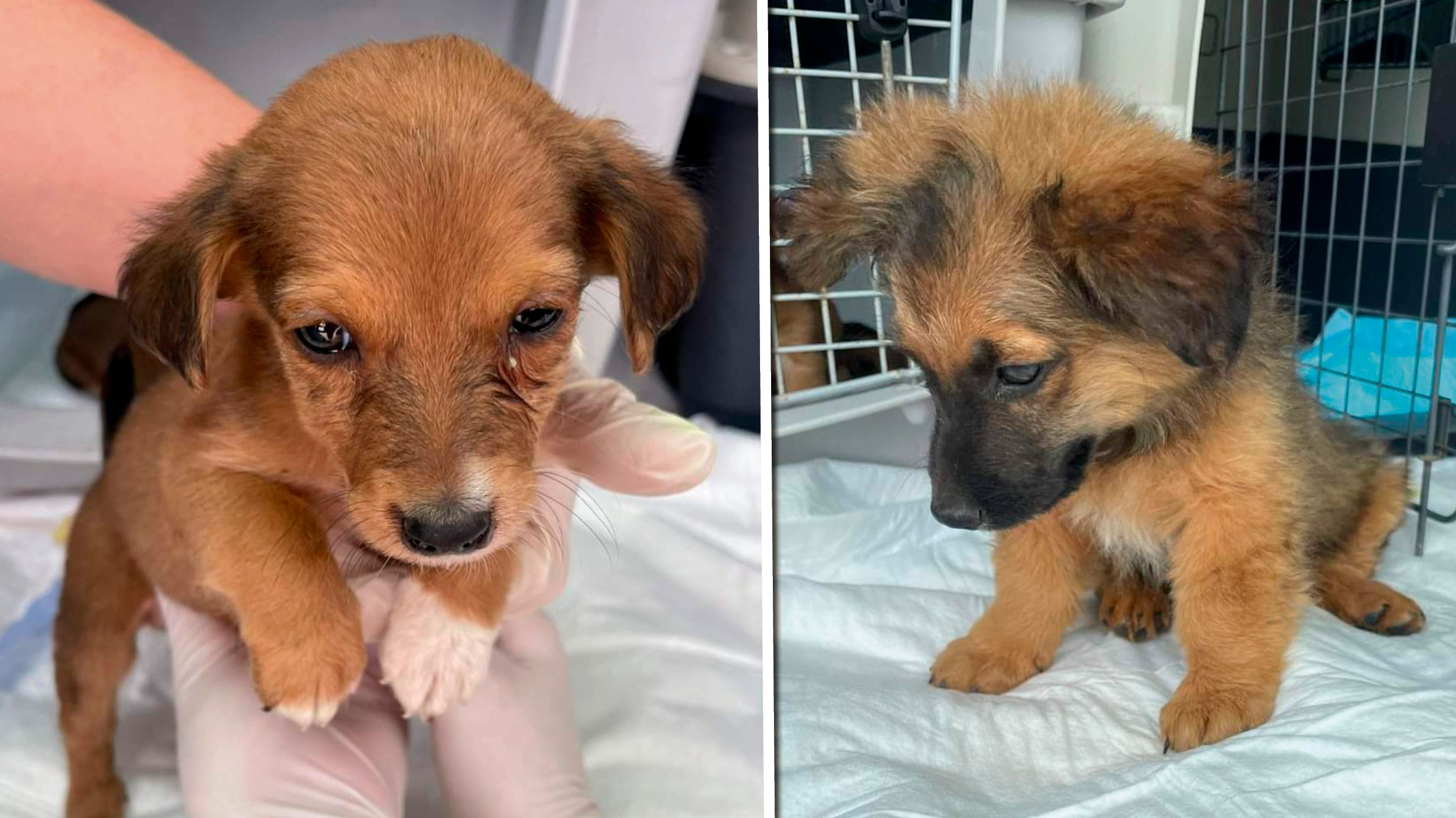 Zwei der geretteten Vierbeiner in NÖ