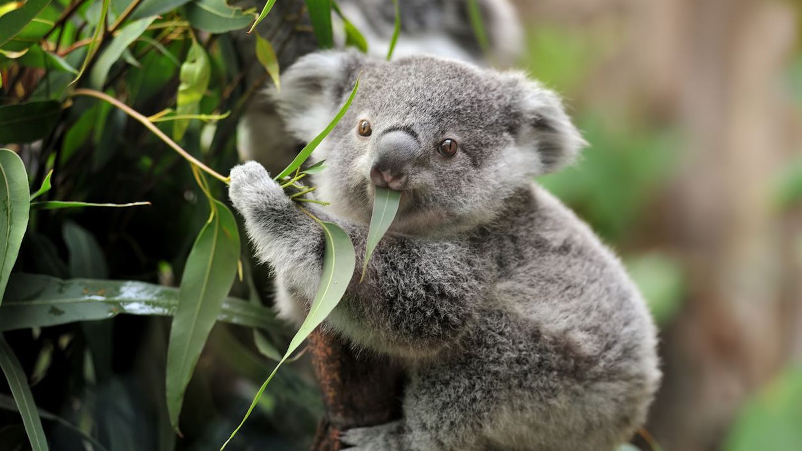 Vergiss den Wetterfrosch und frag den Koala