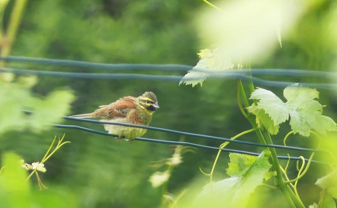 Eine Wienerin traf am Wochenende auf ein seltenes Tier am Nussberg (19. Bezirk.) Sie konnte es zuerst kaum glauben.