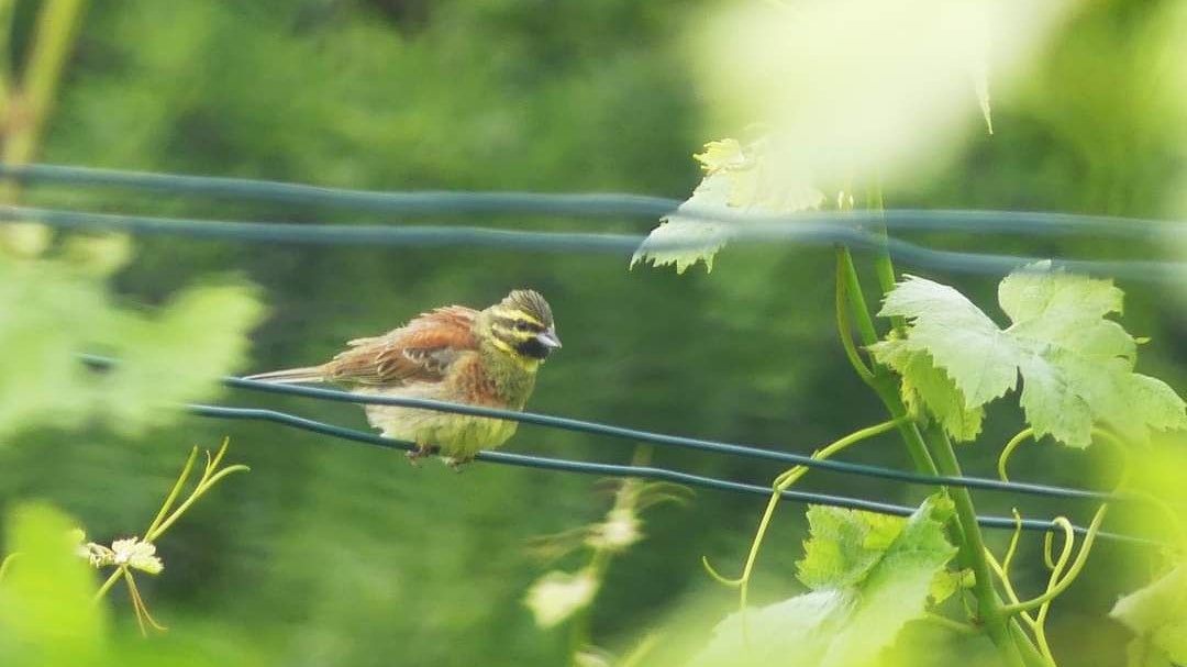 Die Zaunammer zeigte sich von allen Seiten. Bea S. war begeistert!