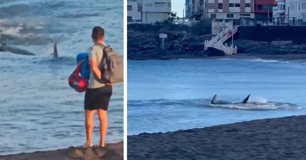 Der Hammerhai näherte sich dem Strand so weit, dass er fast gestrandet wäre.