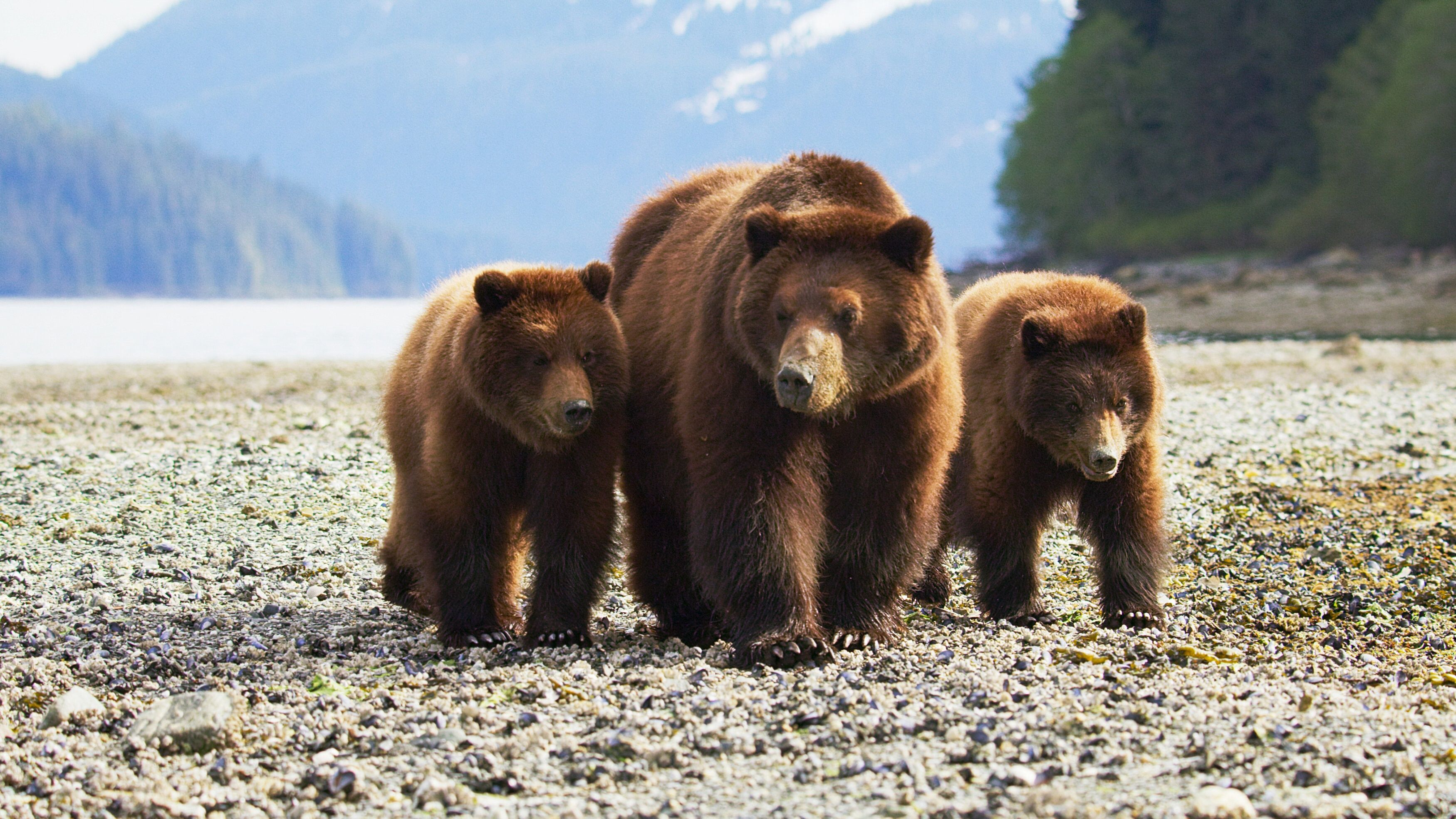 Dieses bärenstarke Trio hat Hunger.