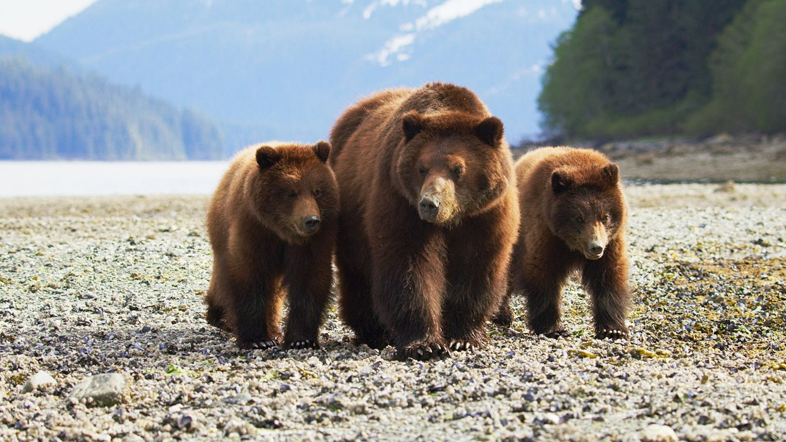 Dieses bärenstarke Trio ist im ORF auf Beutezug
