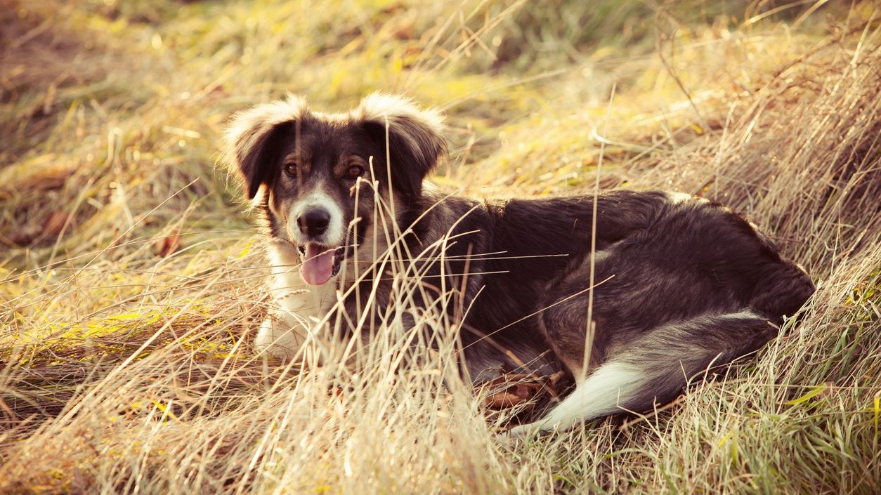 Heute.at - Dieser stille Feind lauert auf deinen Hund im Kornfeld