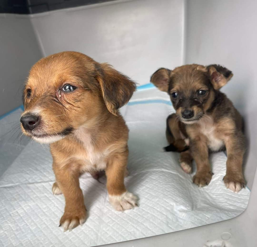 Die armen Hunde aus dem Bezirk Steyr-Land mussten viel erleiden. (Symbolbild)