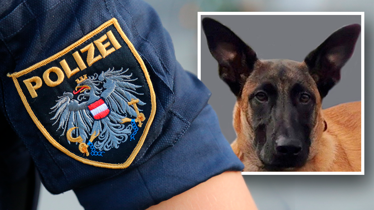 Polizeihund Hendrix bewegte den Flüchtigen zur Aufgabe.