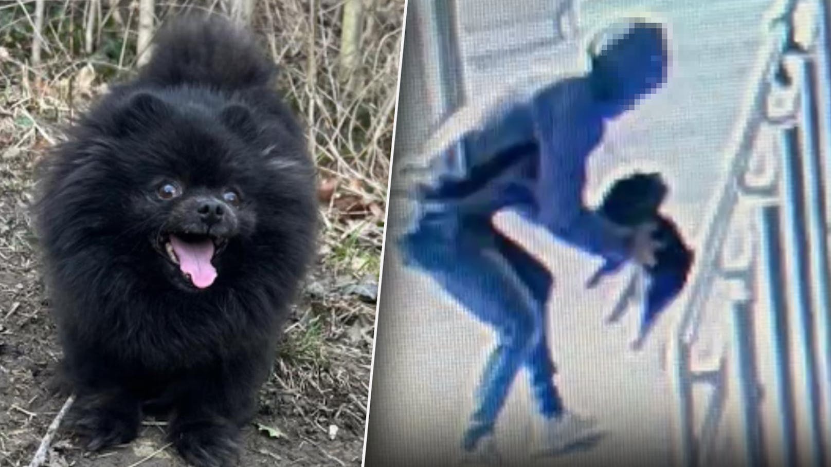 Entführte Kiwi – jetzt hohes Kopfgeld auf Hundedieb