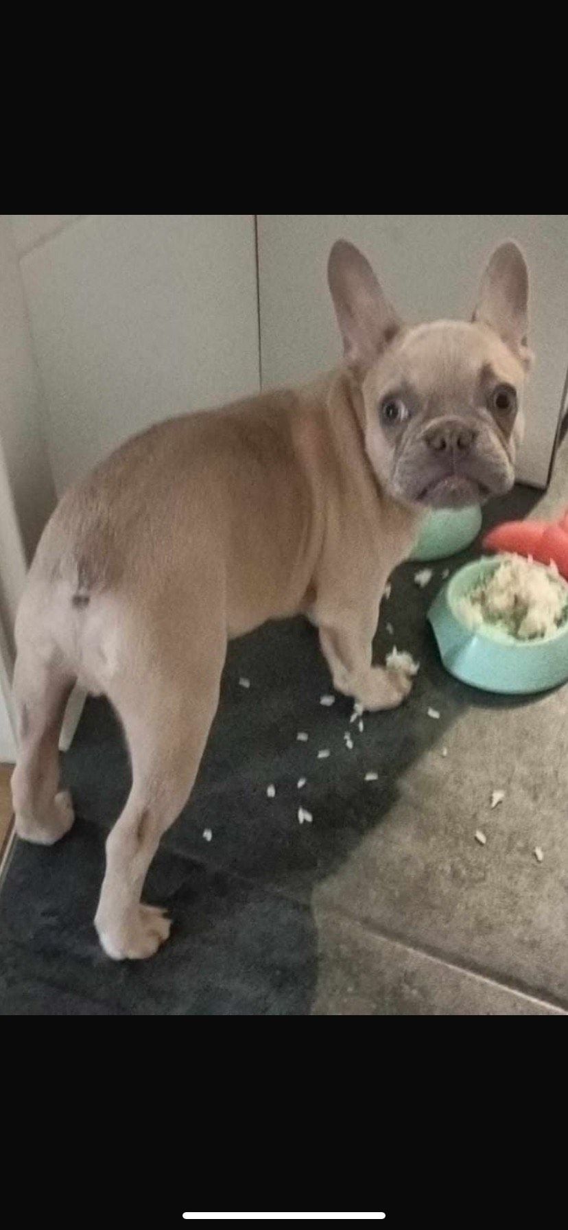 Von Hund Benji fehlt leider jede Spur