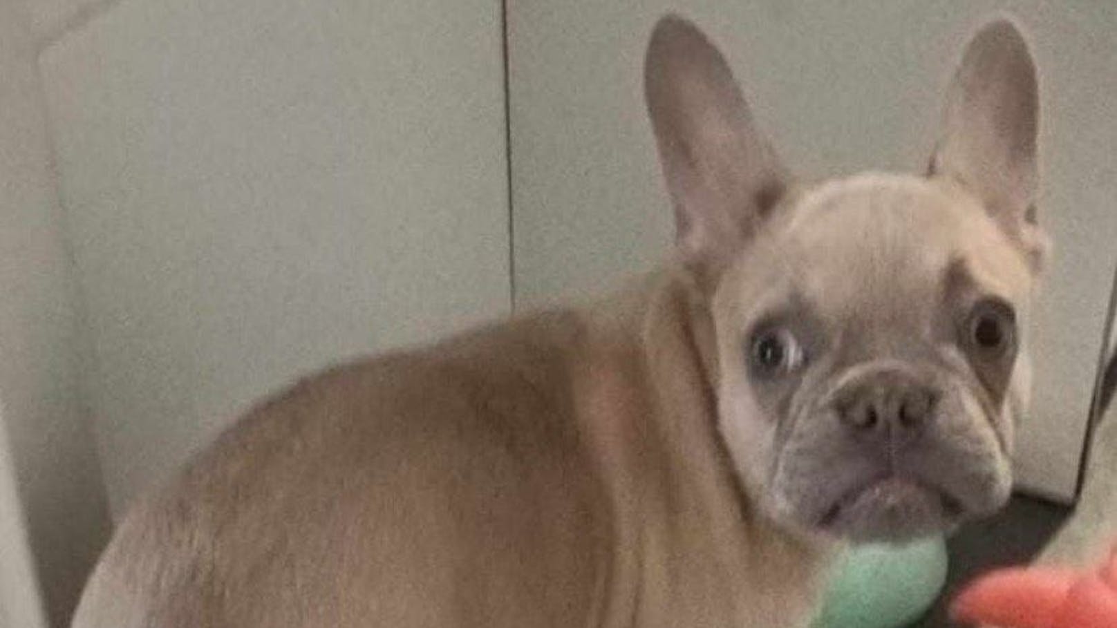 Hund "Benji" in Müll entsorgt– jetzt ermittelt Polizei