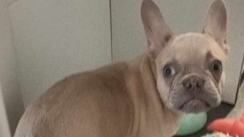 Heute.at - Bulldogge Benji Haare abrasiert, Tier im Müll entsorgt