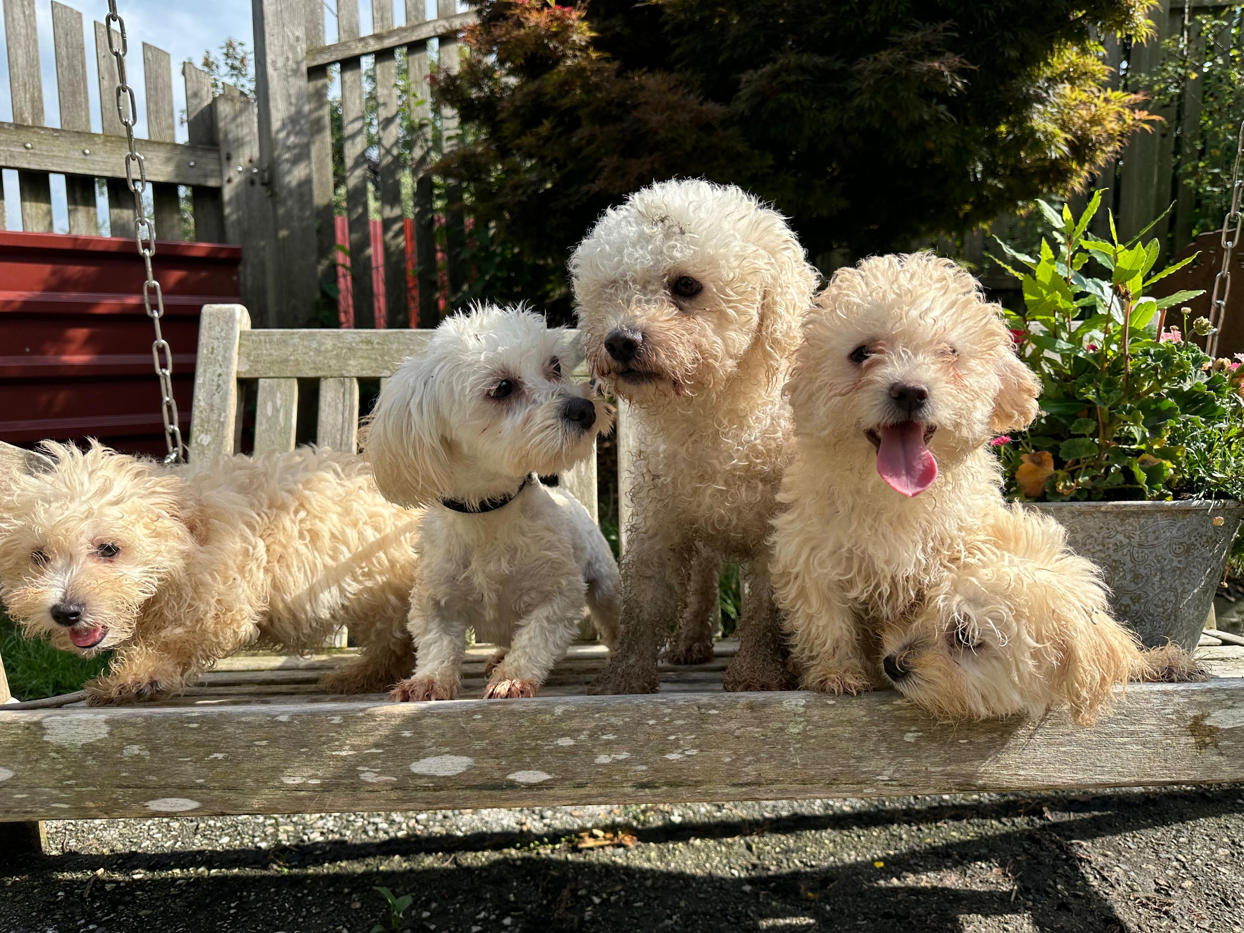 Die ganze ungewollte Hundefamilie aus Mattighofen am Tierschutzhof Pfotenhilfe.