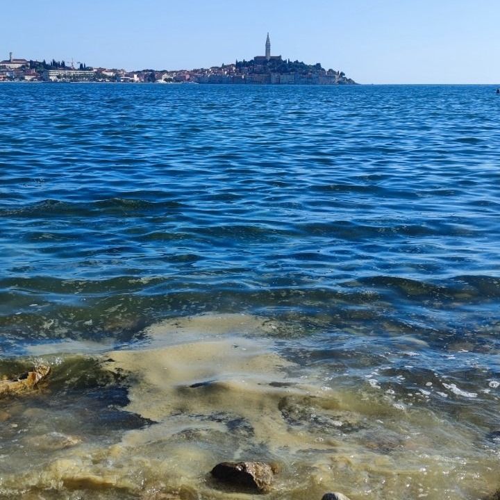 An der Küste Istriens taucht derzeit immer wieder ein schleimiger Algenteppich auf.