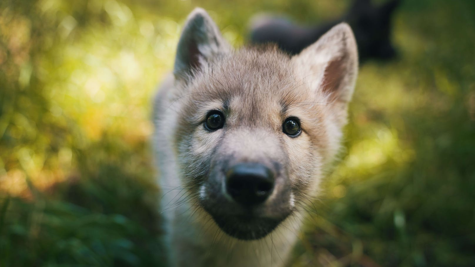 Wolfsmädchen "Kaya" (Schwester von Rüde "Meeko") wurde am 24. April 2024 geboren.
