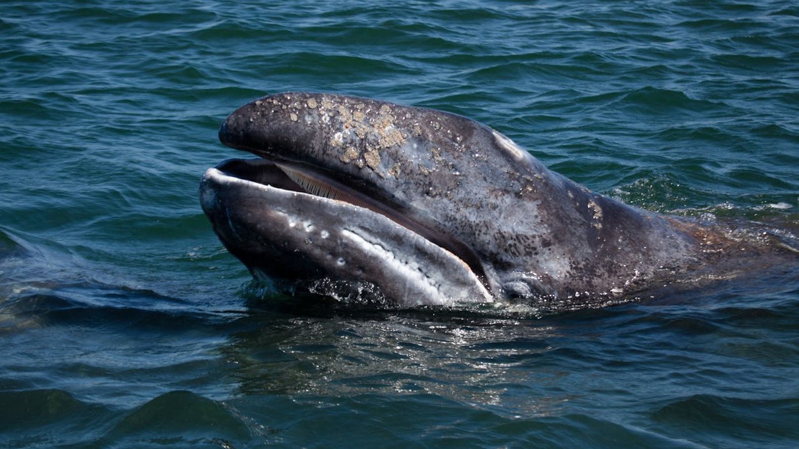 Obwohl Grauwale besonders langsame Schwimmer sind, legen sie wesentlich weitere Strecken zurück als alle anderen Walarten – bis zu 10.000 Kilometer nämlich.