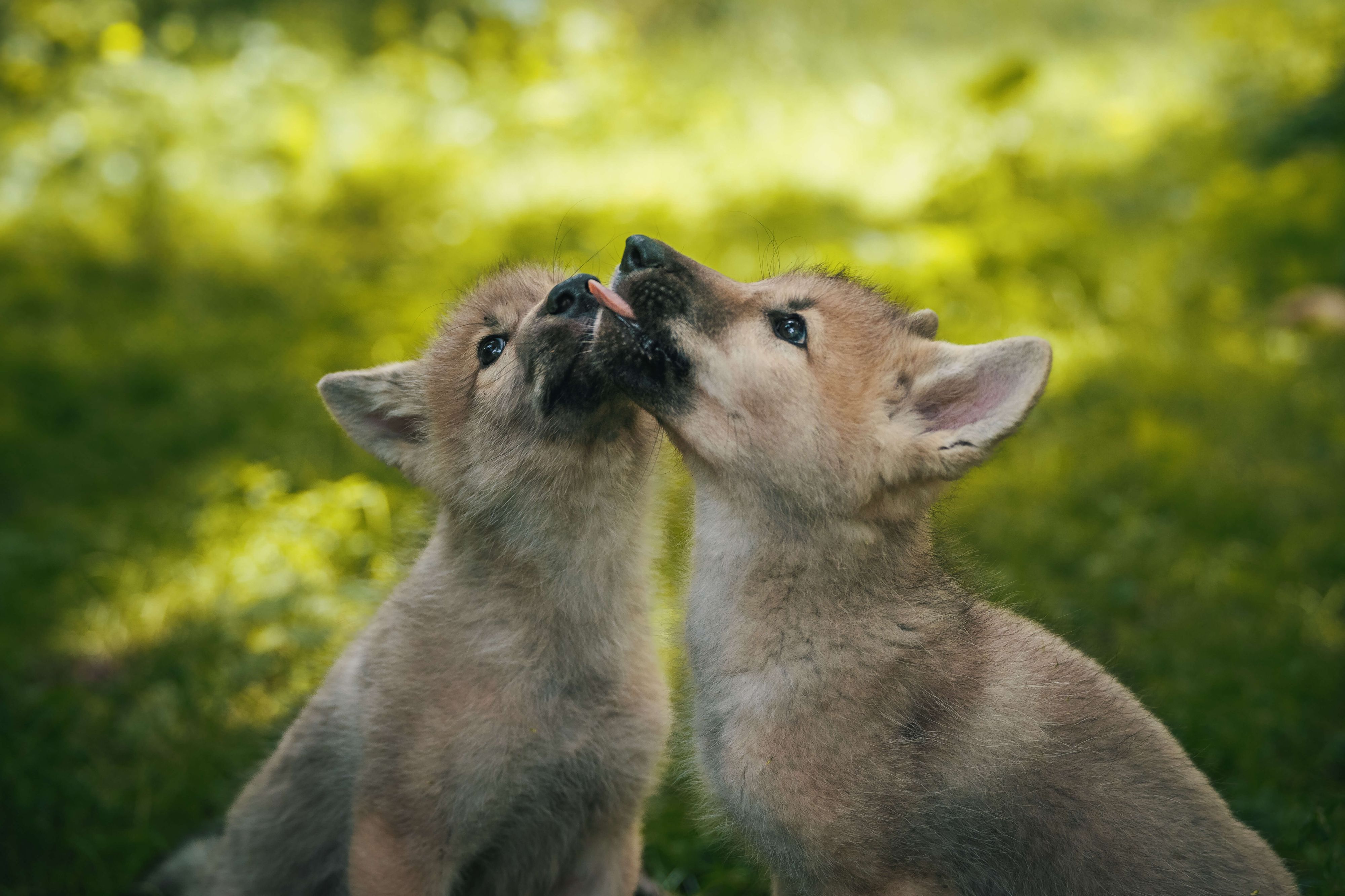 Zu niedlich sind die neuen Forschungsprobanden im Wolf-Science-Center Ernstbrunn (NÖ). 