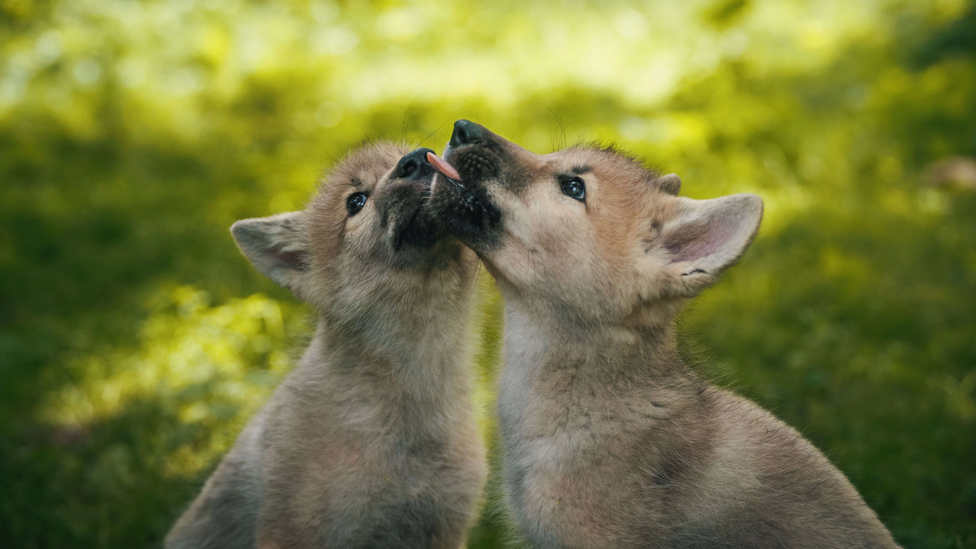Heute.at - Niedlich und wichtig! Wolfswelpen müssen täglich lernen