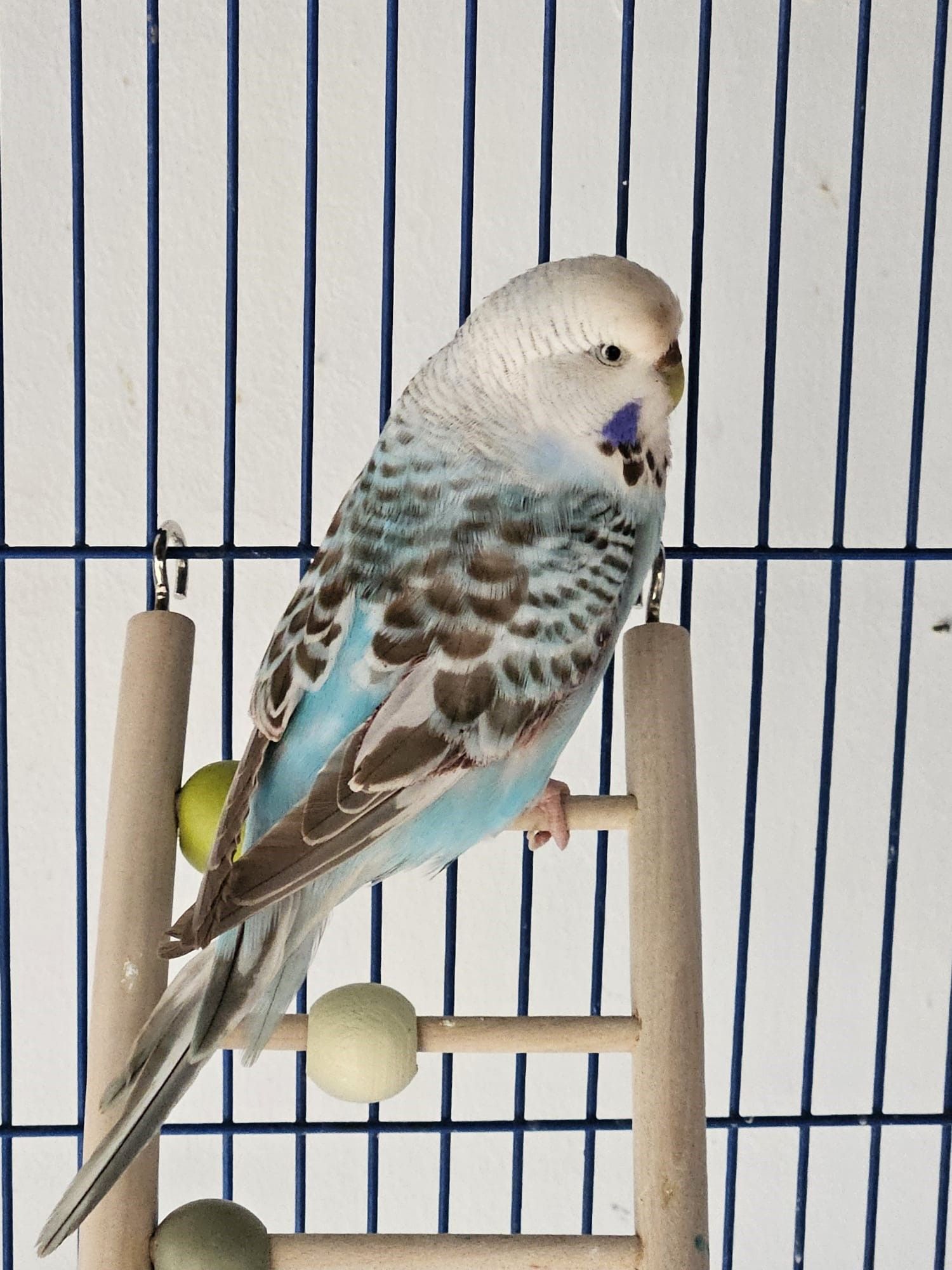 Die Wellensittich-Dame wurde verletzt in eine Schachtel gepackt und ausgesetzt