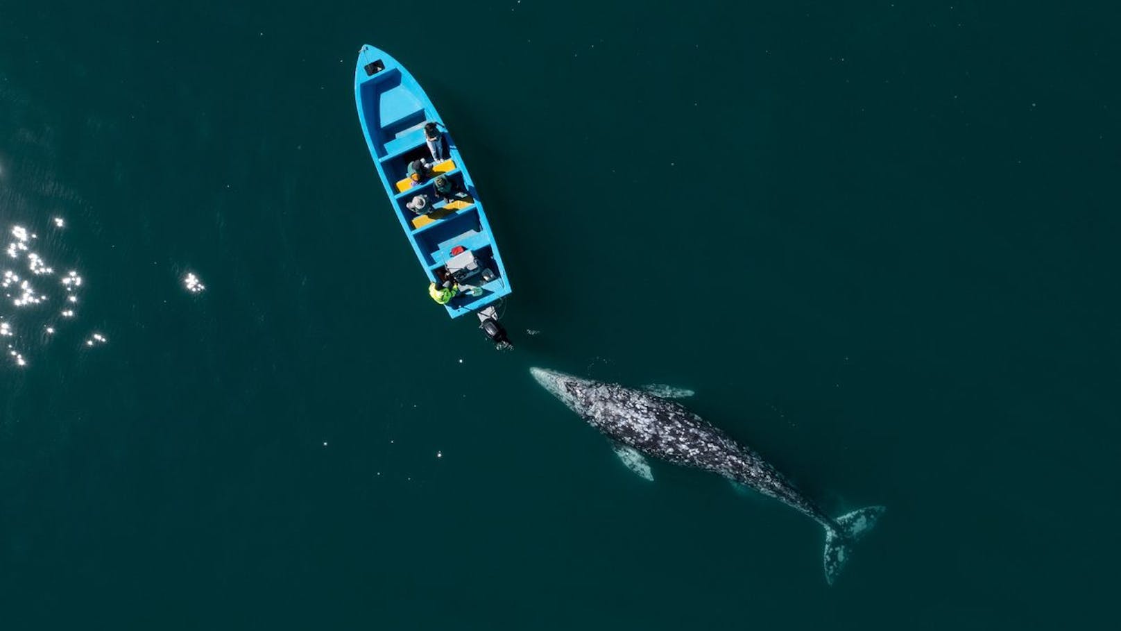 Walfänger nennen den Grauwal manchmal "Teufelsfisch", da die Grauwal-Weibchen ihre Kälber ziemlich aggressiv verteidigen können. Recht haben sie.