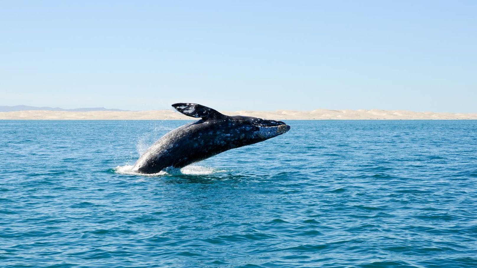 Grauwale können eine Länge von 13 bis 15 Meter und ein Gewicht bis zu 40 Tonnen erreichen.