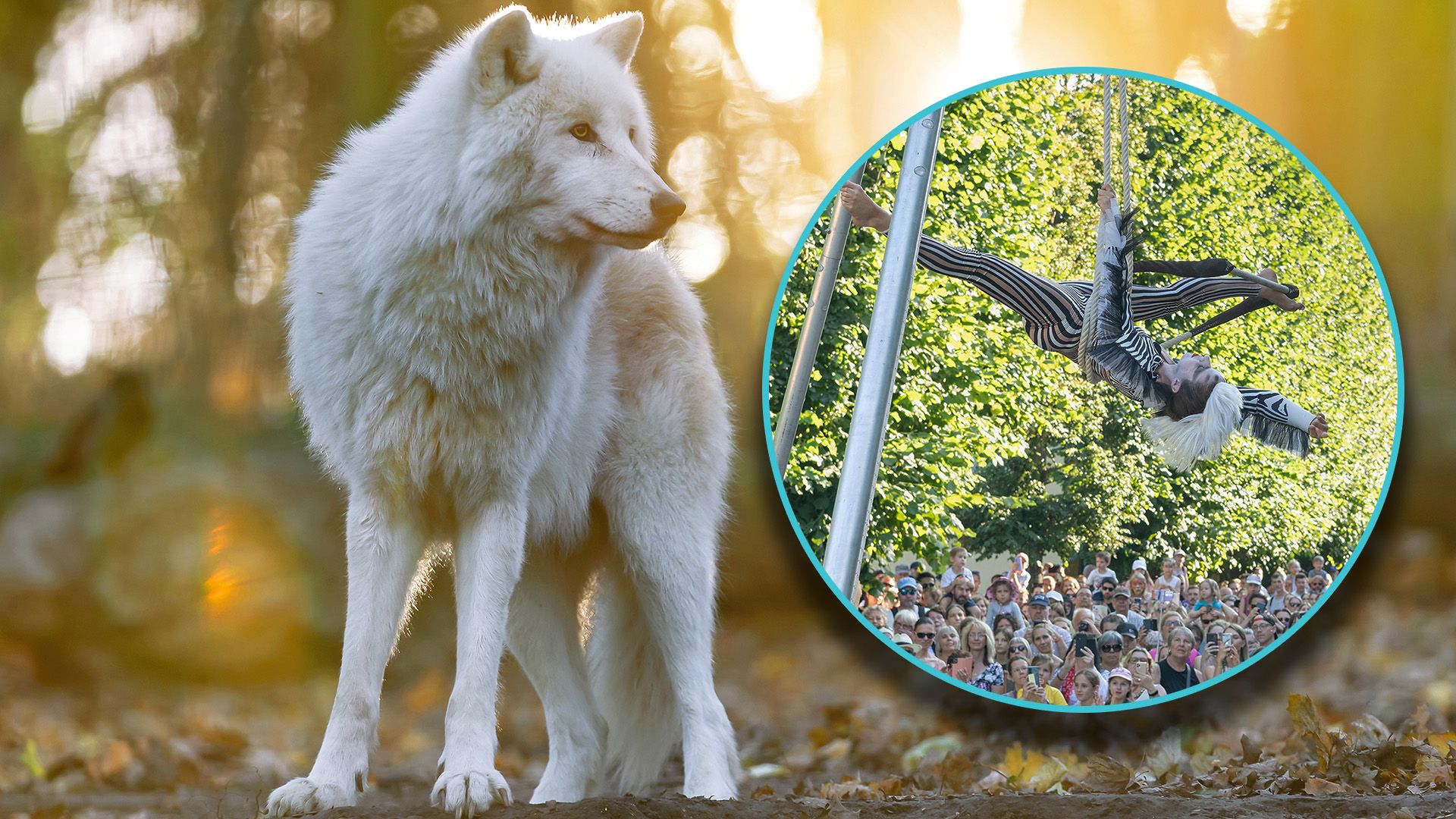 Da schaut der Arktische Wolf im Tiergarten Schönbrunn, wenn die Künstler durch den Zoo 