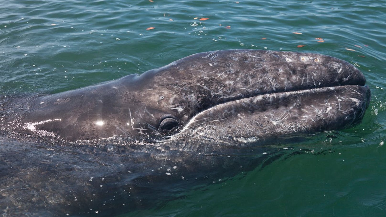 Heute leben Grauwale nur noch im nördlichen Pazifik, da sie im Nordatlantik bereits im 18. Jahrhundert komplett ausgerottet wurden.