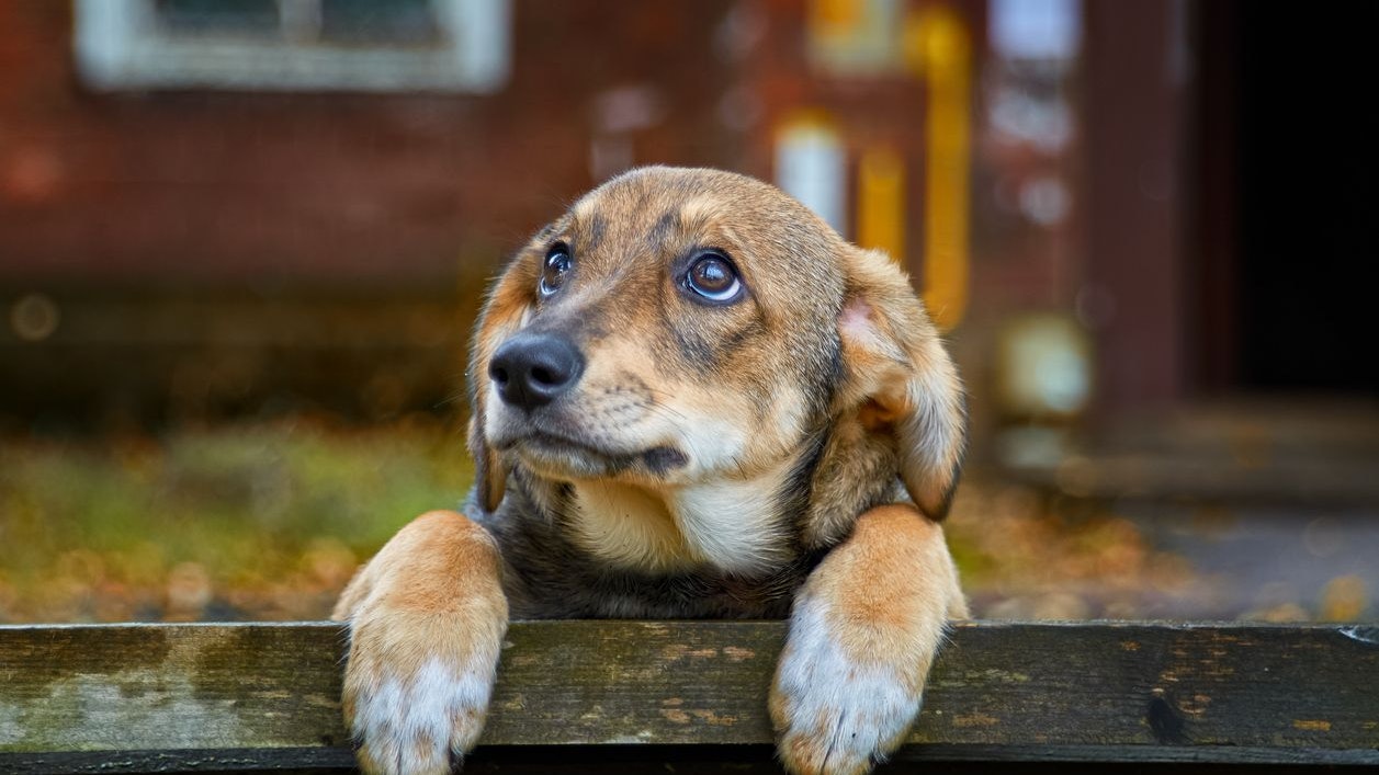 Heute.at - Frauchen tot - Herrchen krank! 12 Tiere bleiben zurück