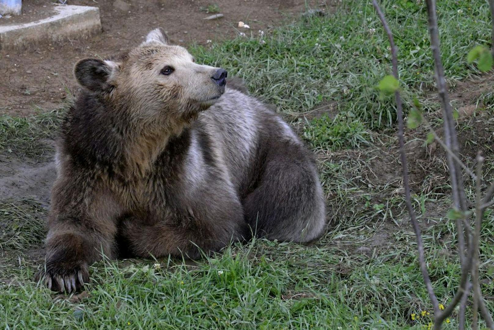 Als erste Bewohnerin des Bärenwald von den VIER PFOTEN, gilt Kassandra als Bären-Ikone. Sie verbrachte dort elf schöne Jahre bis sie vor wenigen Tagen an Krebs verstorben ist.