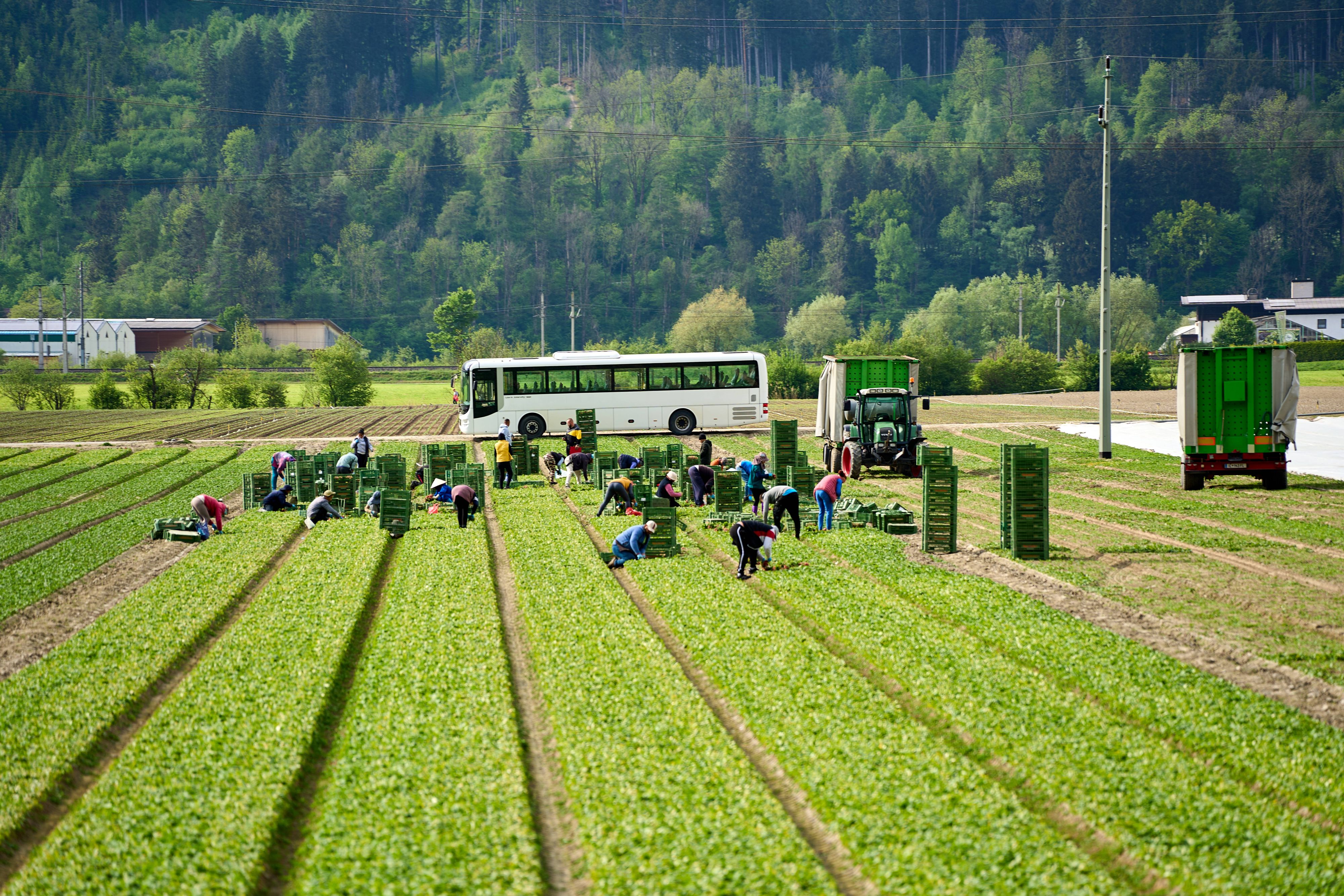 In Italien geriet ein Erntehelfer in eine Maschine und verlor seinen Arm. (Symbolbild)