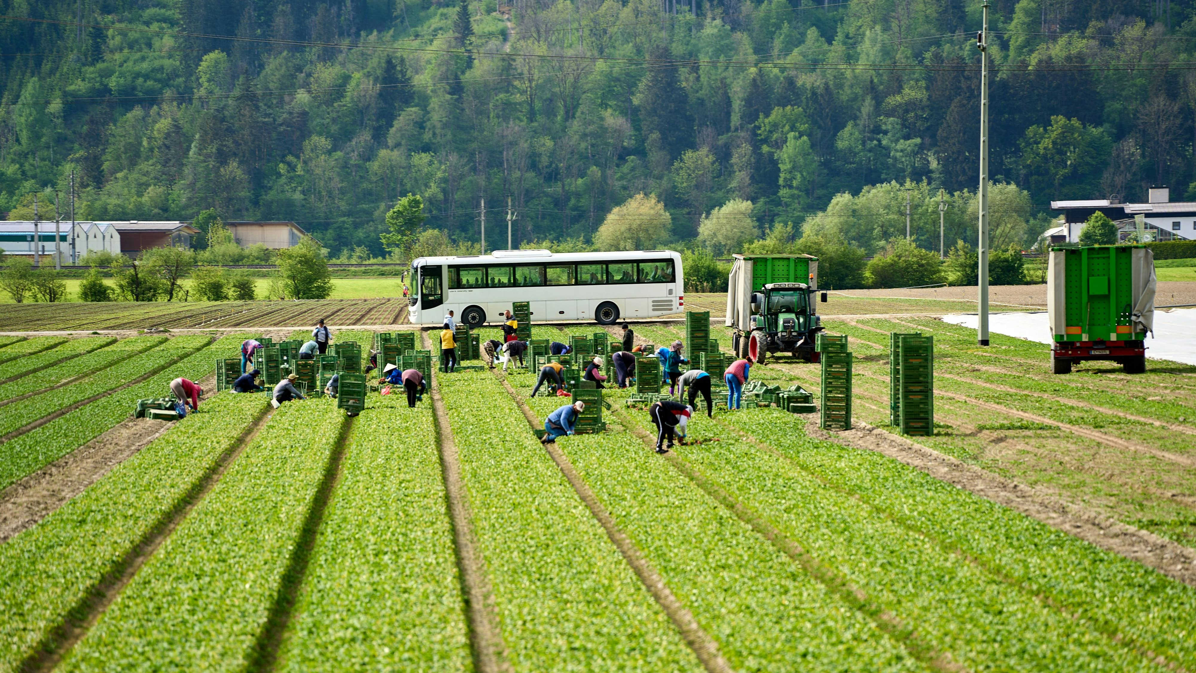 In Italien geriet ein Erntehelfer in eine Maschine und verlor seinen Arm. (Symbolbild)