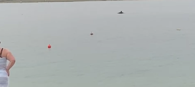 Der vermeintliche Hai war gar keiner – dann zückten alle ihre Smartphones.