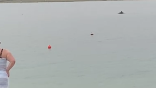 Der vermeintliche Hai war gar keiner – dann zückten alle ihre Smartphones.