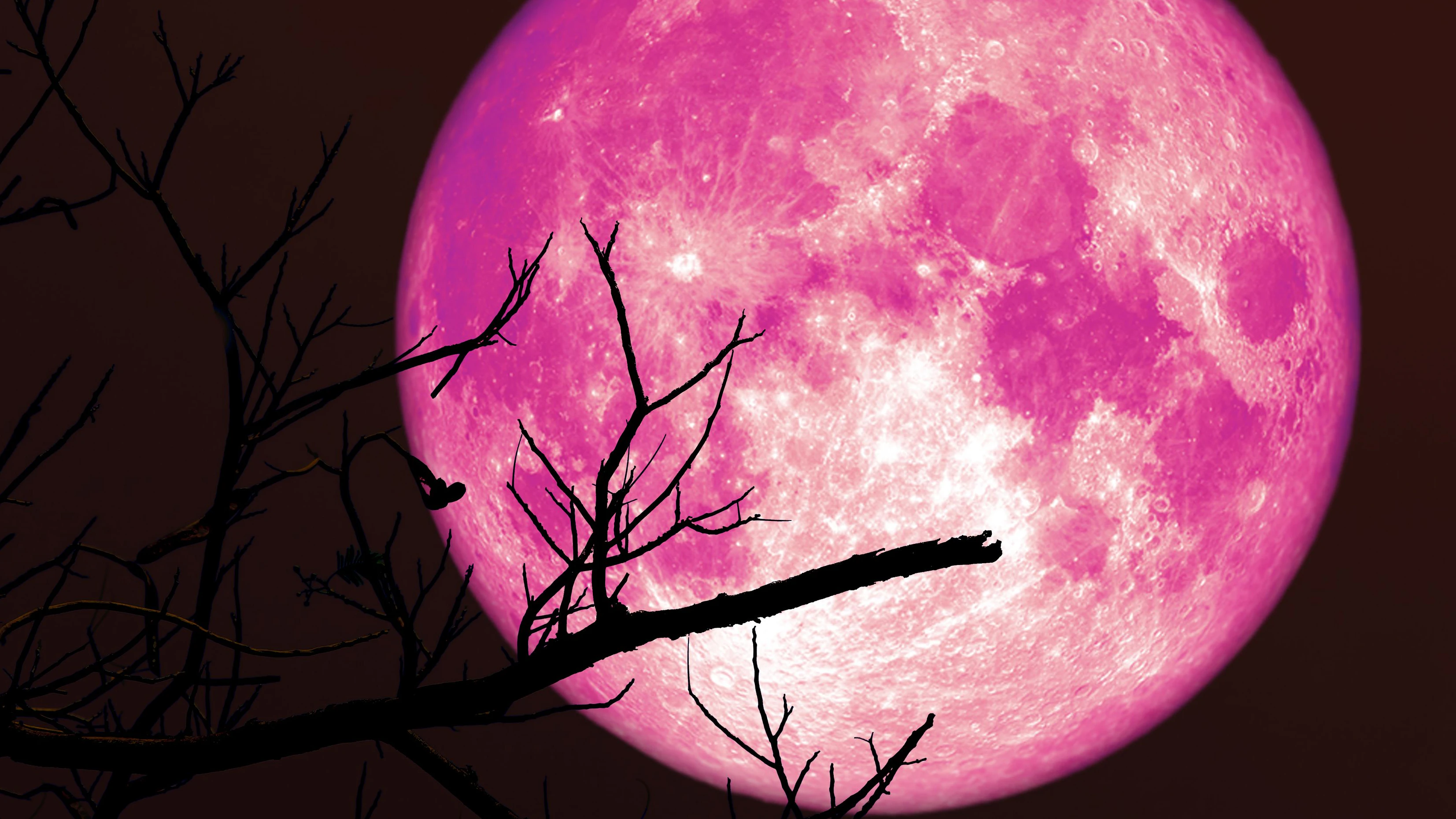 Super strawberry pink moon and silhouette branch tree in the night sky, Elements of this image furnished by NASA