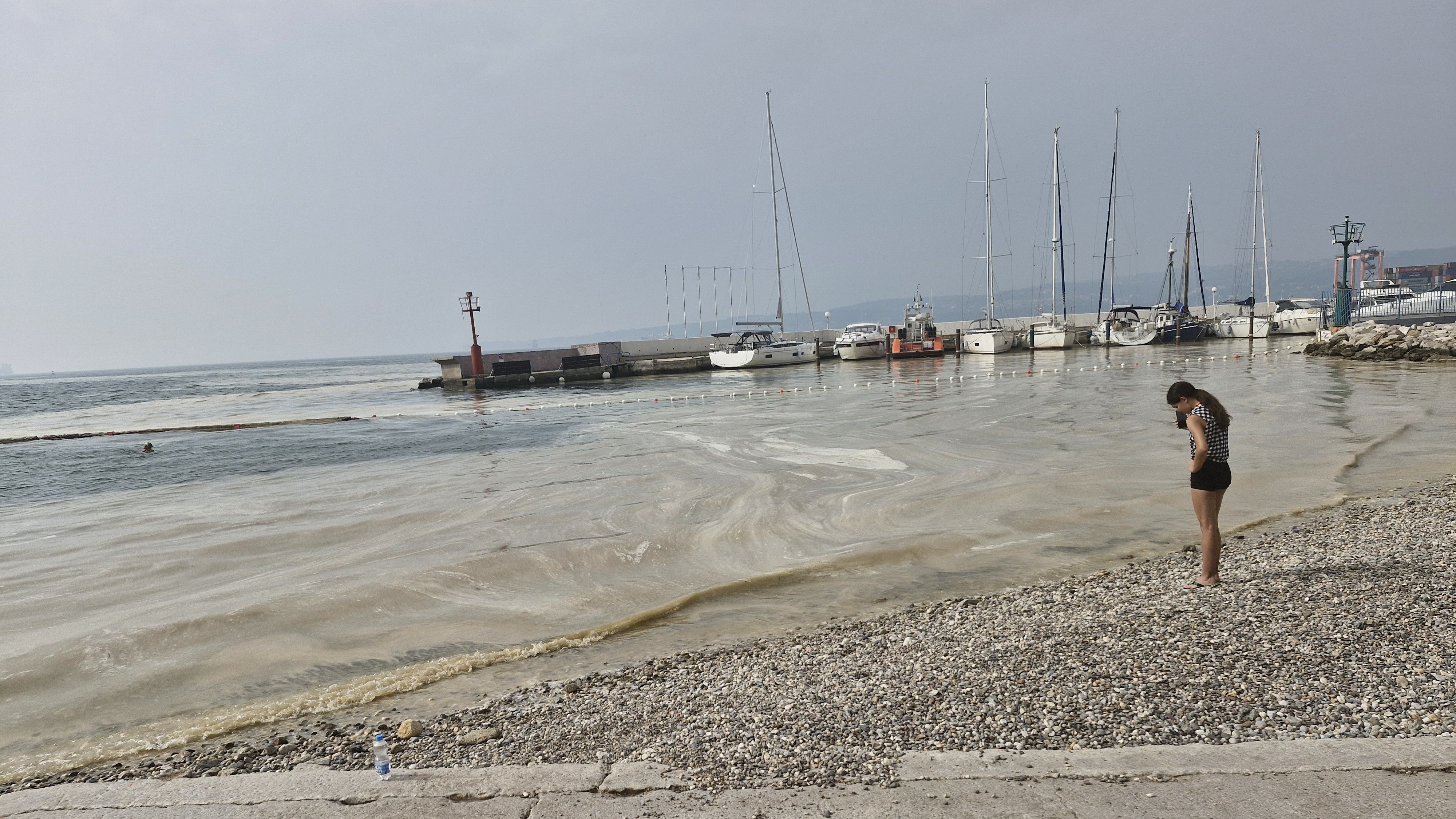 In Koper (Slowenien) macht sich eine Algenblüte breit.