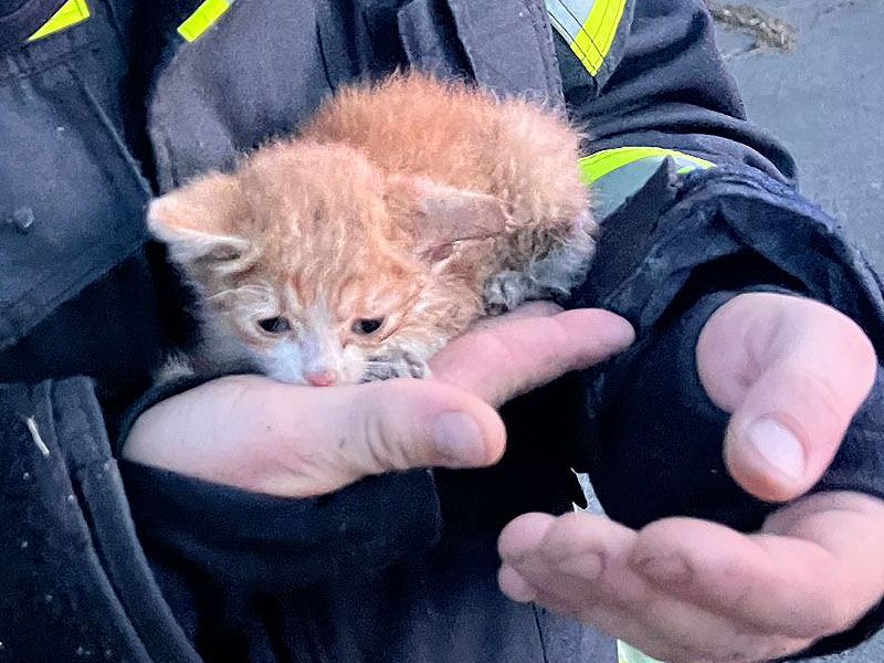 Der kleine Stubentiger wurde während der Löscharbeiten am Gelände der Abfallwirtschaft entdeckt.