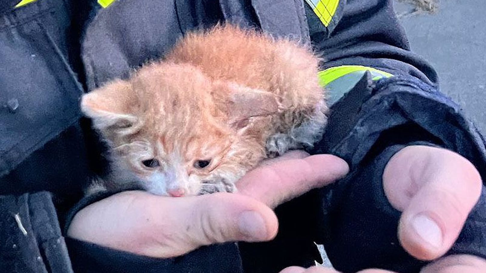 Verwaistes Kätzchen bei großem Brand gerettet