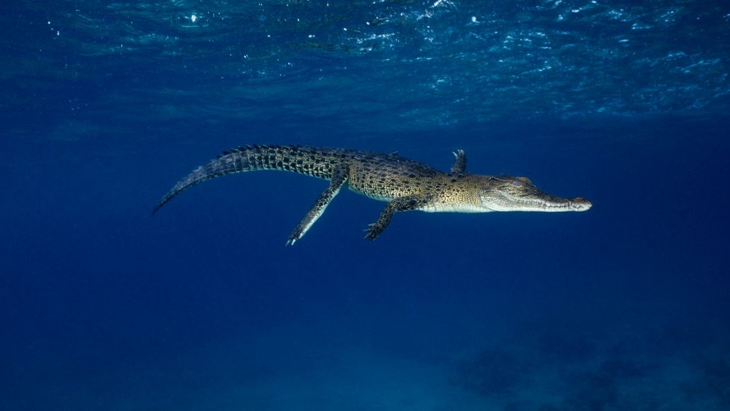 Crocodile swimming through blue water.