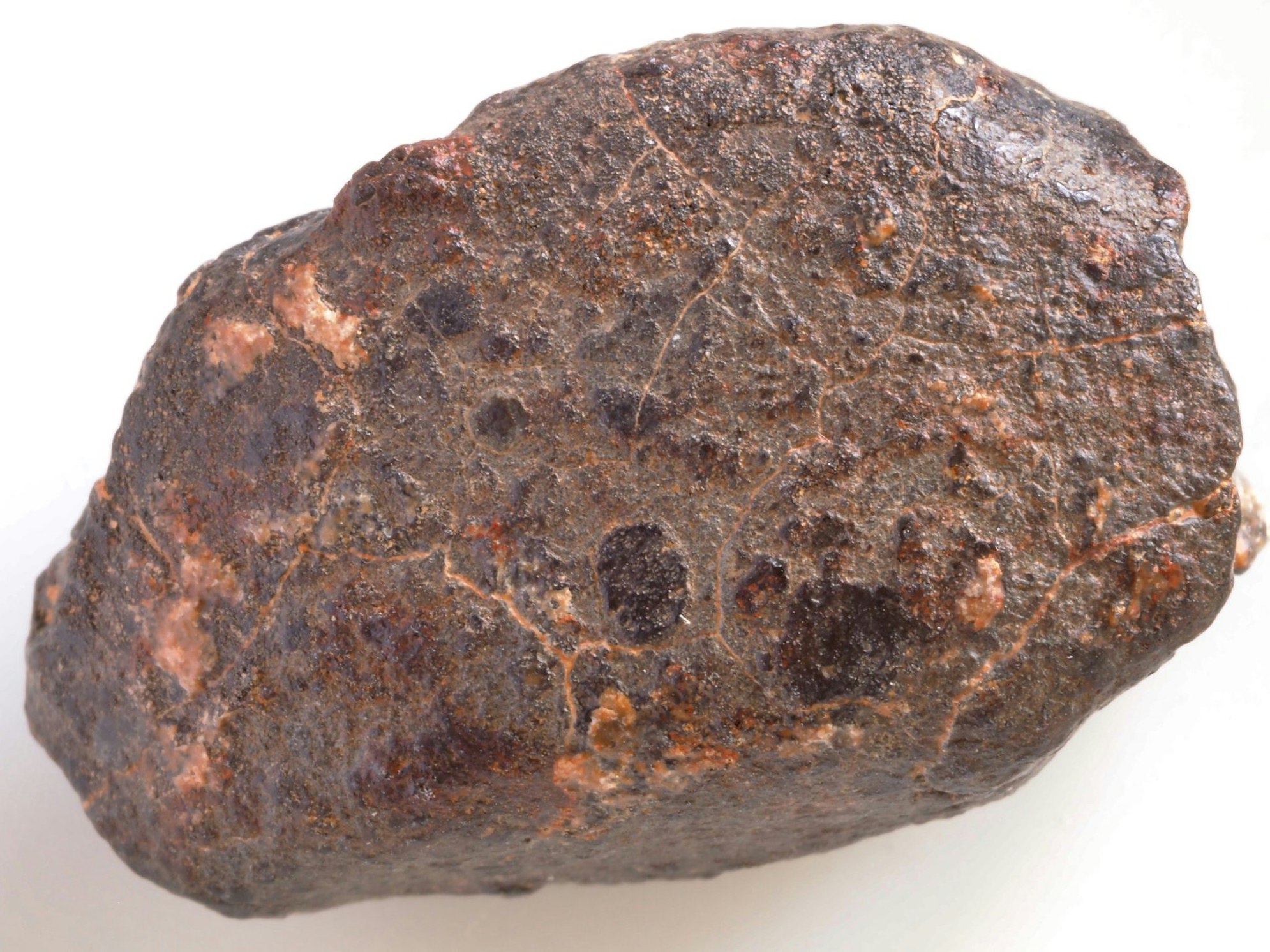 a piece of NWA 869 : ordinary chondrite meteorite from the L group that is a breccia of components ranging from petrologic type 3 to type 6. Found in the Sahara desert of Morocco. Circular chondrules are visibles length = 28mm