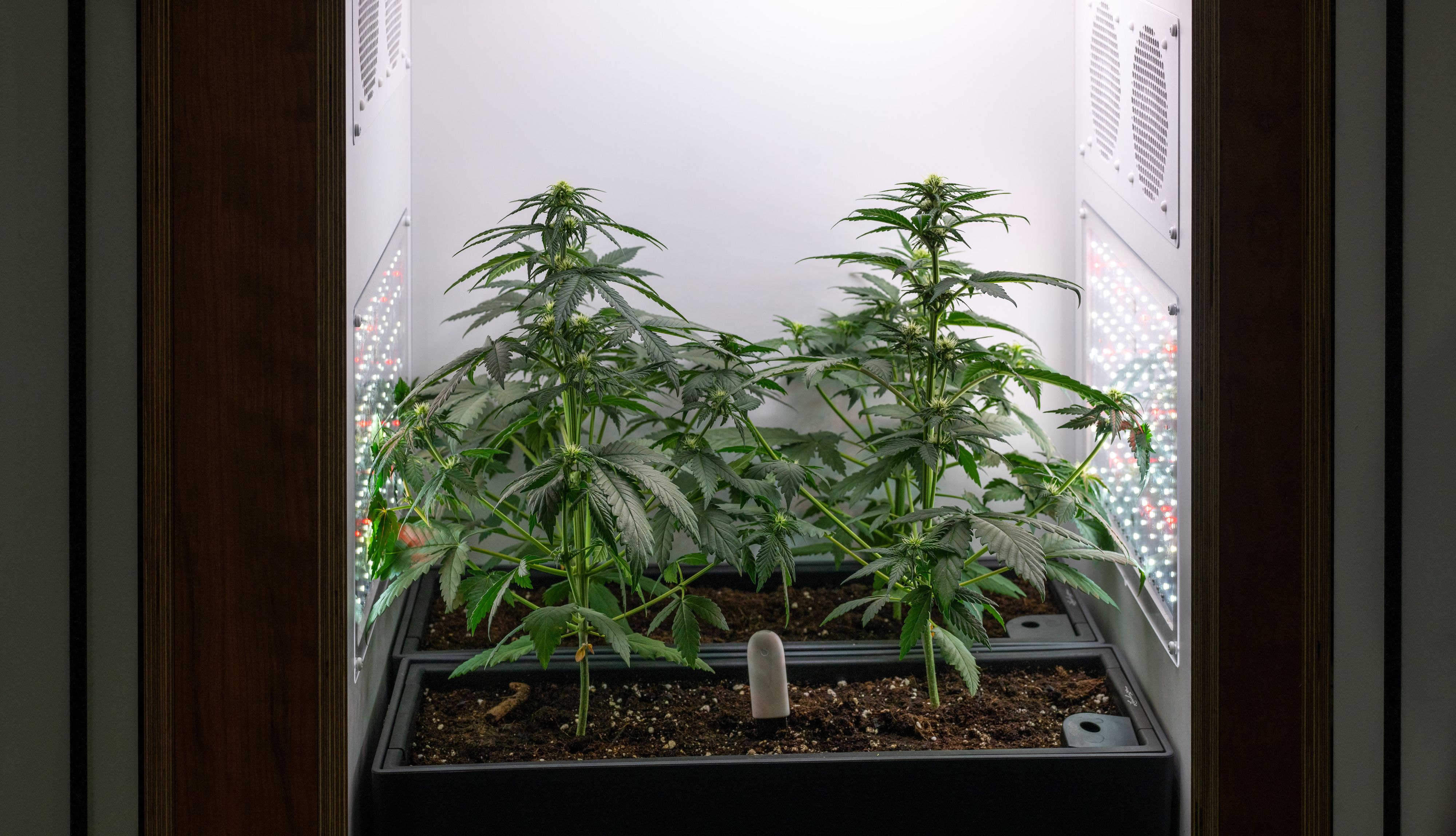 Charles Reeves kehrt nach London zurück und findet seine Wohnung von Cannabis-Bauern verwüstet.