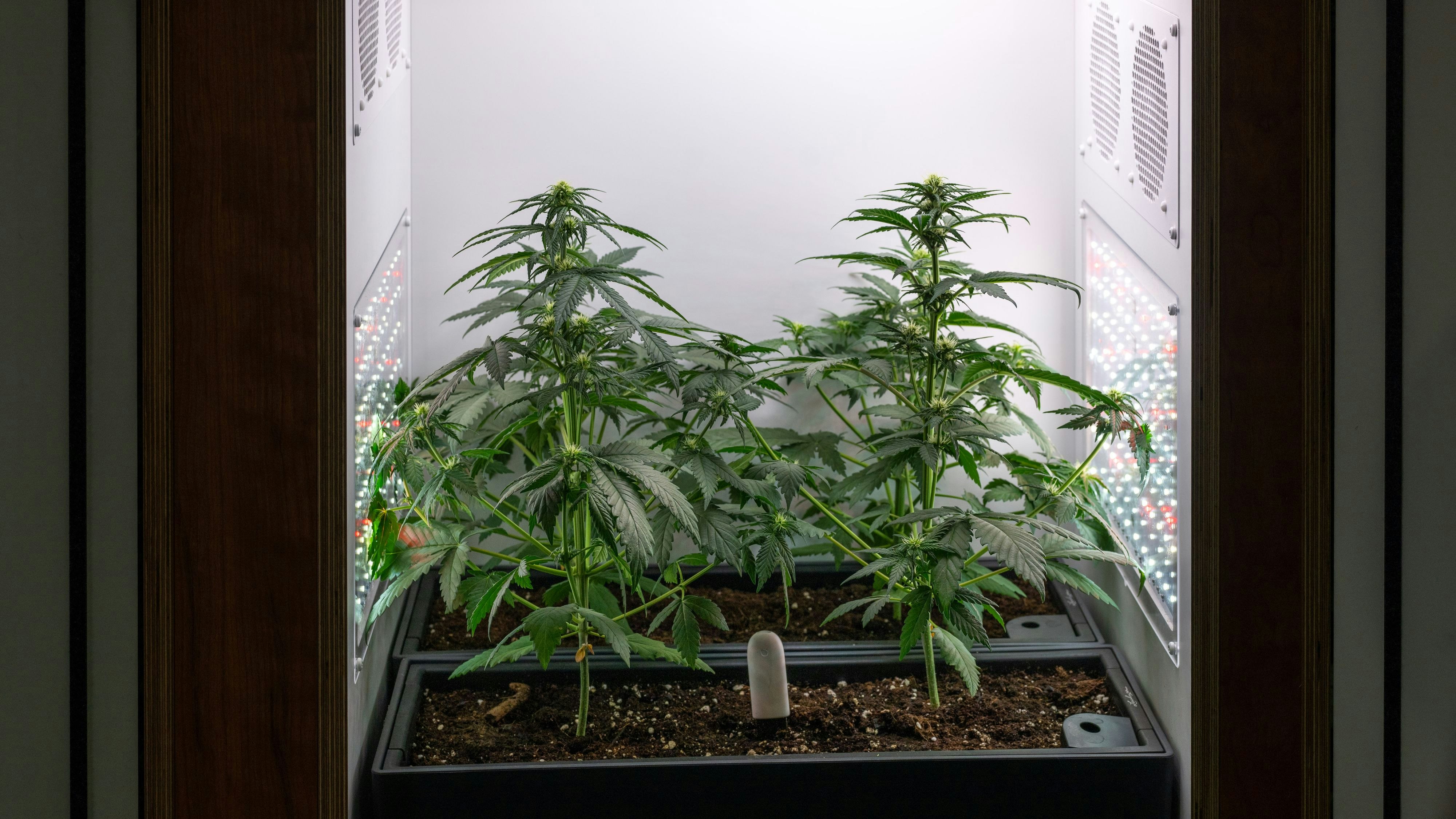 Download von www.picturedesk.com am 24.06.2024 (08:20).  14 June 2024, Berlin: A grow box for growing cannabis will be presented at the "Mary Jane" hemp trade fair. The trade fair for the cannabis industry will take place from June 14 to June 16, 2024 at Messe Berlin. Photo: Monika Skolimowska/dpa - 20240614_PD19963 - Rechteinfo: Rights Managed (RM)