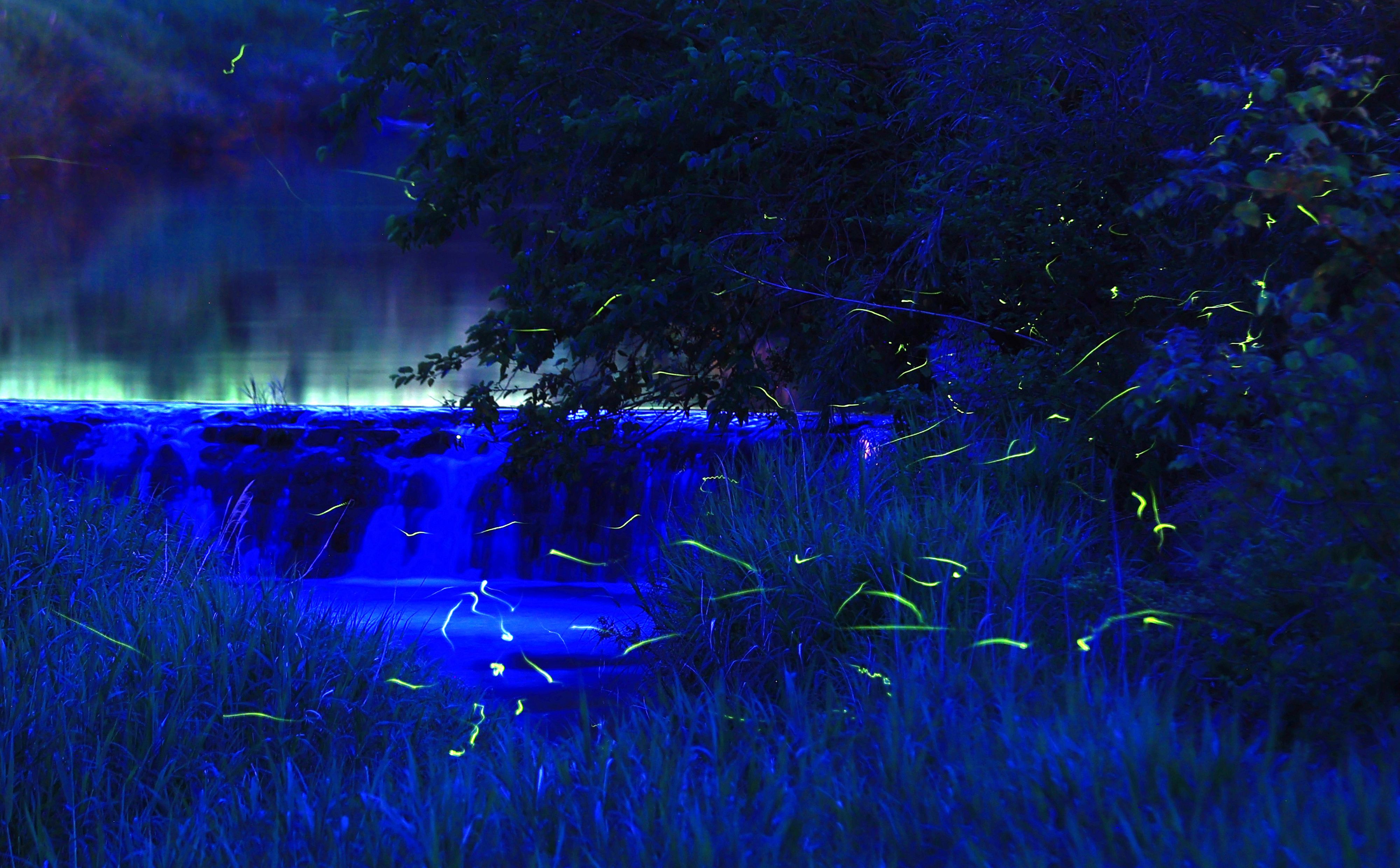 Glühwürmchen-Monitoring ist auch bei uns sehr wichtig.