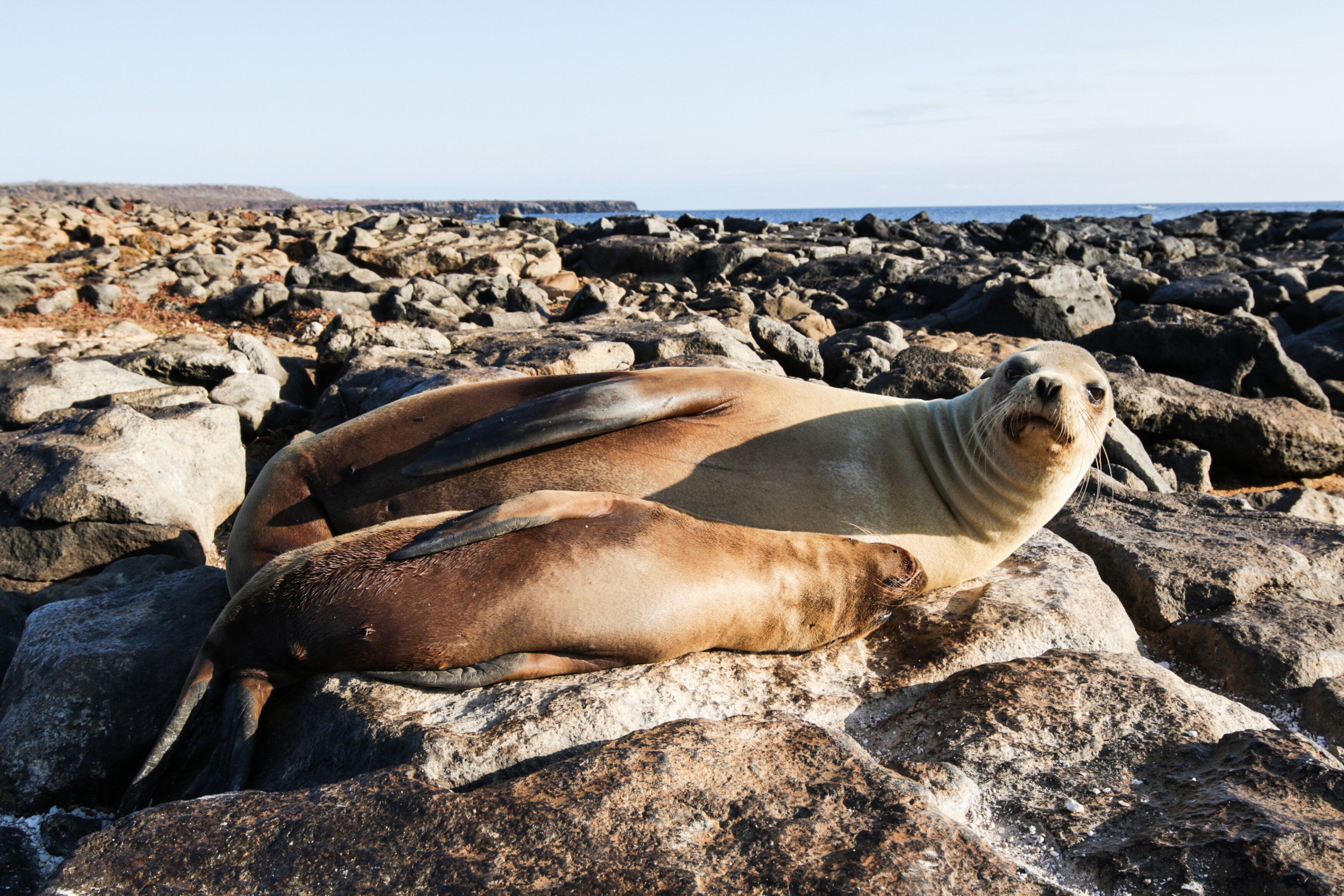 Die Seelöwen genießen die Sonne.