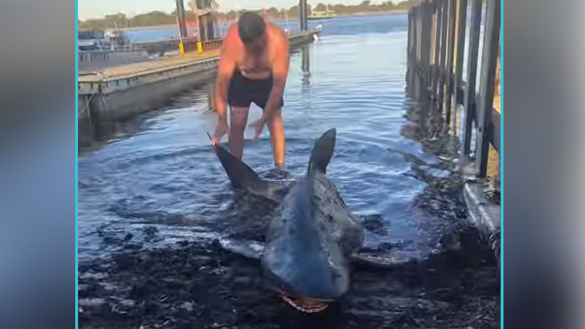 Dieser Bronzehai hatte tierisches Glück.