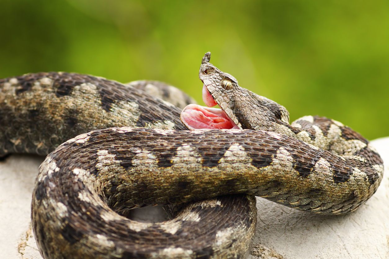 Achtung! In Kroatien sind längst nicht alle Schlangen ungiftig.