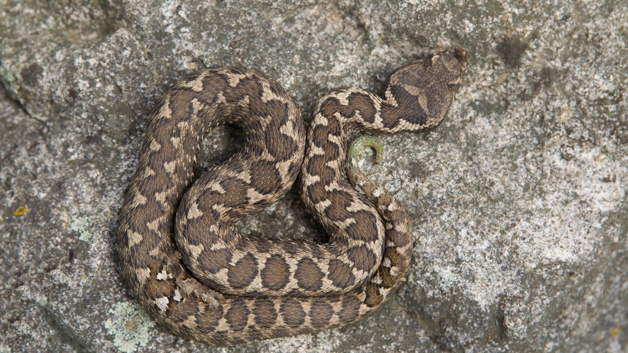 Hier sieht man eine Hornotter mit dem typischen Rautenmuster