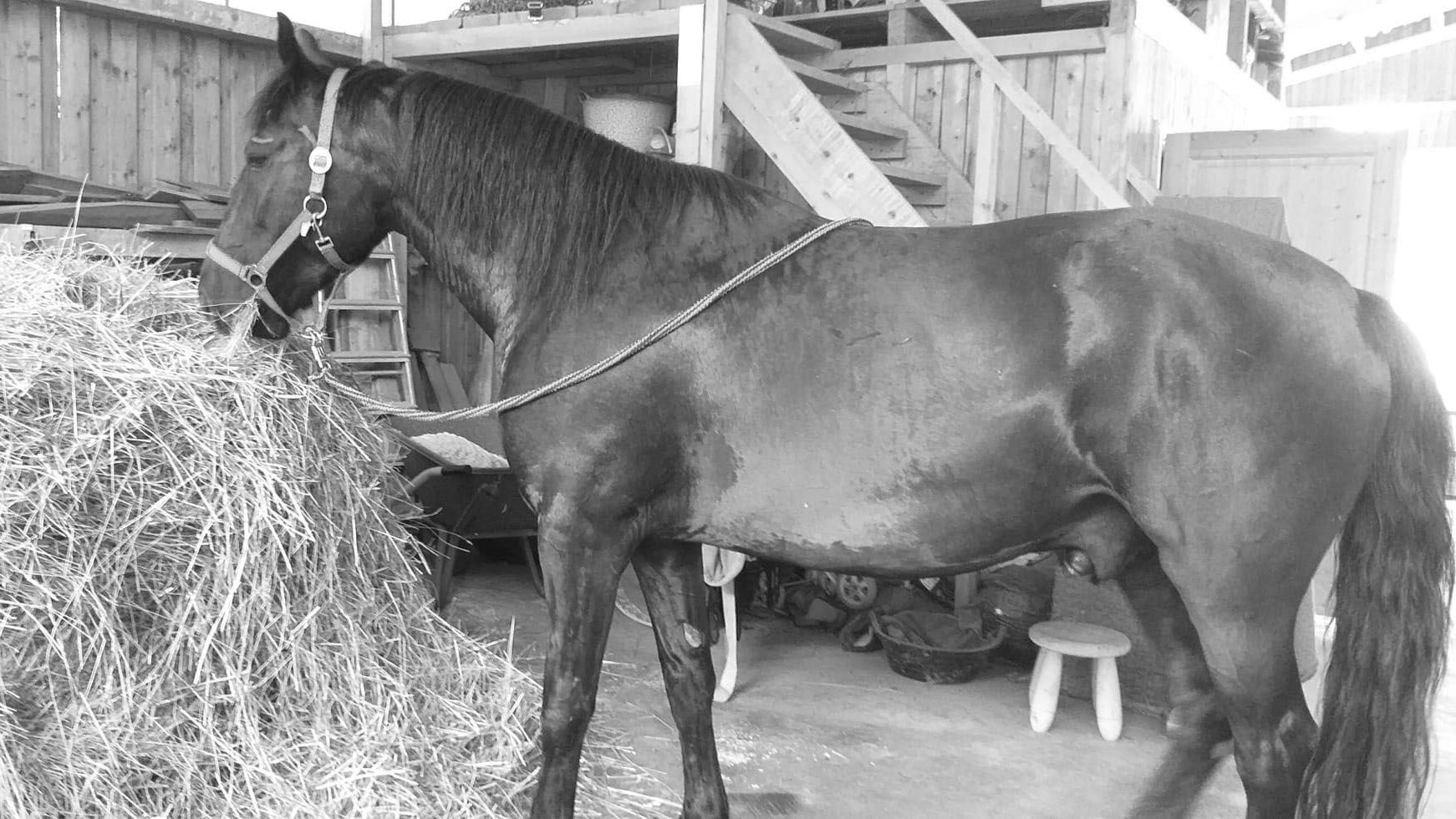 Pferd Fuego war einen Tag lang spurlos verschwunden.