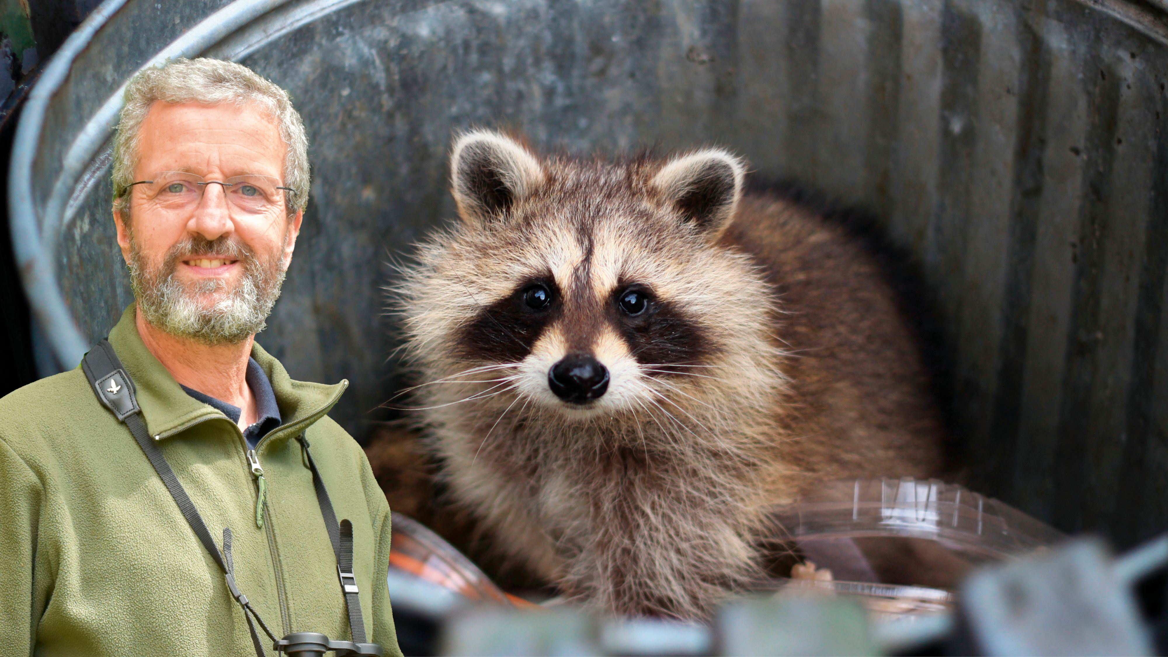 Wirbeltier-Experte Stephan Weigl klärt auf, wie gefährlich uns der Waschbär wirklich werden kann.