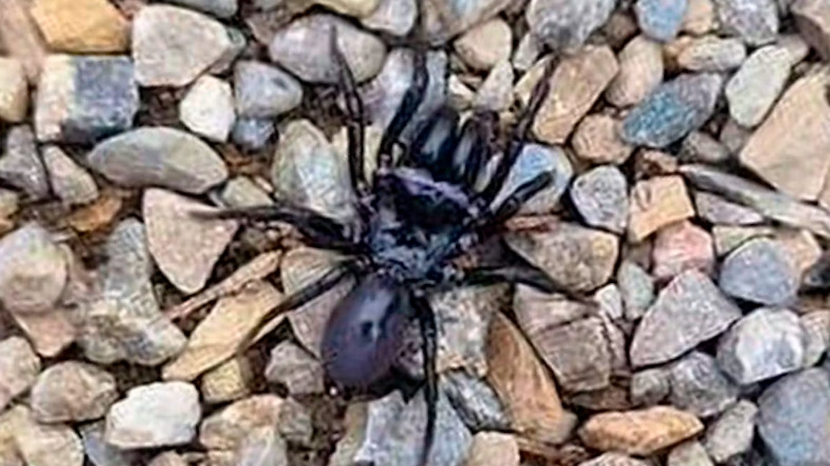 "Ich glaube, dass wir eine giftige Spinne gefunden haben", sagt ein Leserreporter zu "20 Minuten".